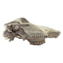Rustic Weathered Animal Skull