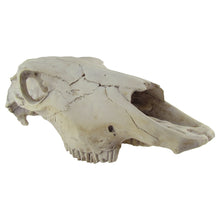 Rustic Weathered Animal Skull
