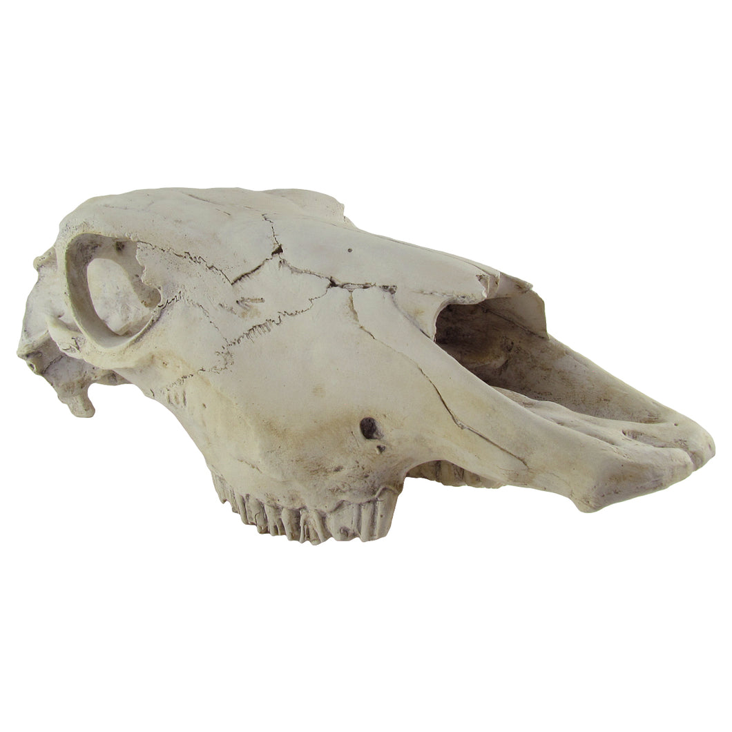 Rustic Weathered Animal Skull
