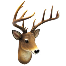 Wall Mount Taxidermy Mule Deer Shoulder Bust