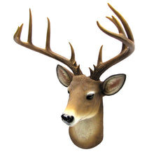Wall Mount Taxidermy Mule Deer Shoulder Bust