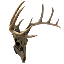 Resin Wall Mount Cabin/Lodge Deer Head Skull Bust