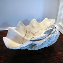 GIANT 22" Twenty Two Inch CLAM SHELL Tridacna Gigas Seashell