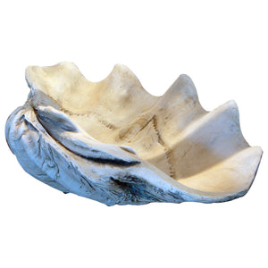  GIANT 22 CLAM SHELL tridacna gigas WHITE CLAMSHELL : Grocery &  Gourmet Food
