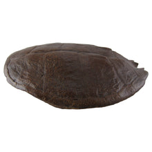 Full Grown Large Sea Turtle Shell Wall Decor