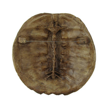Full Grown Large Sea Turtle Shell Wall Decor