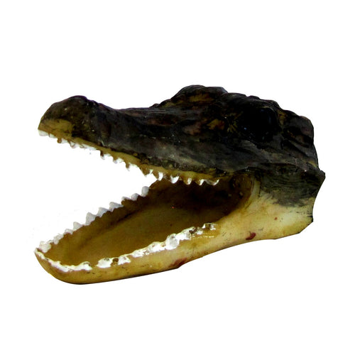 Alligator or Crocodile Head Skull  Shaped Fridge Magnet