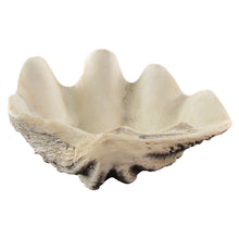 Cast Hippopus Clamshell Home Decor