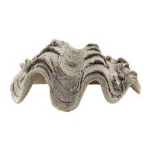 Cast Hippopus Clamshell Home Decor