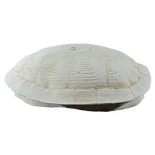 Cast Sea Turtle Shell Wall Decor